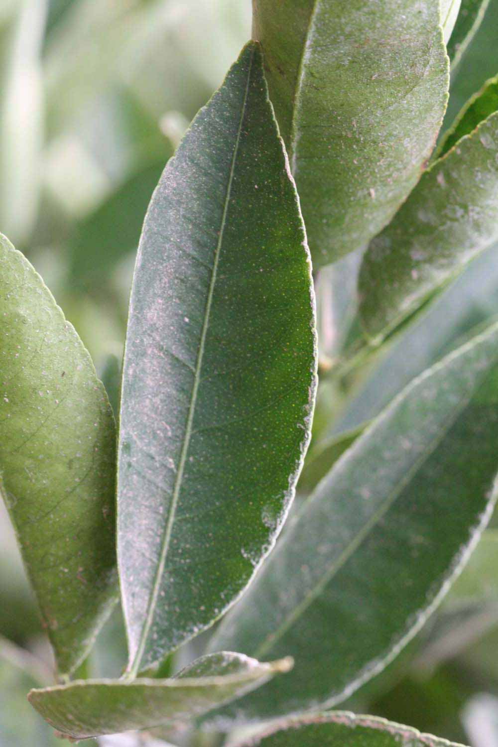              Unifoliolate leaf (Riverside, CA)       